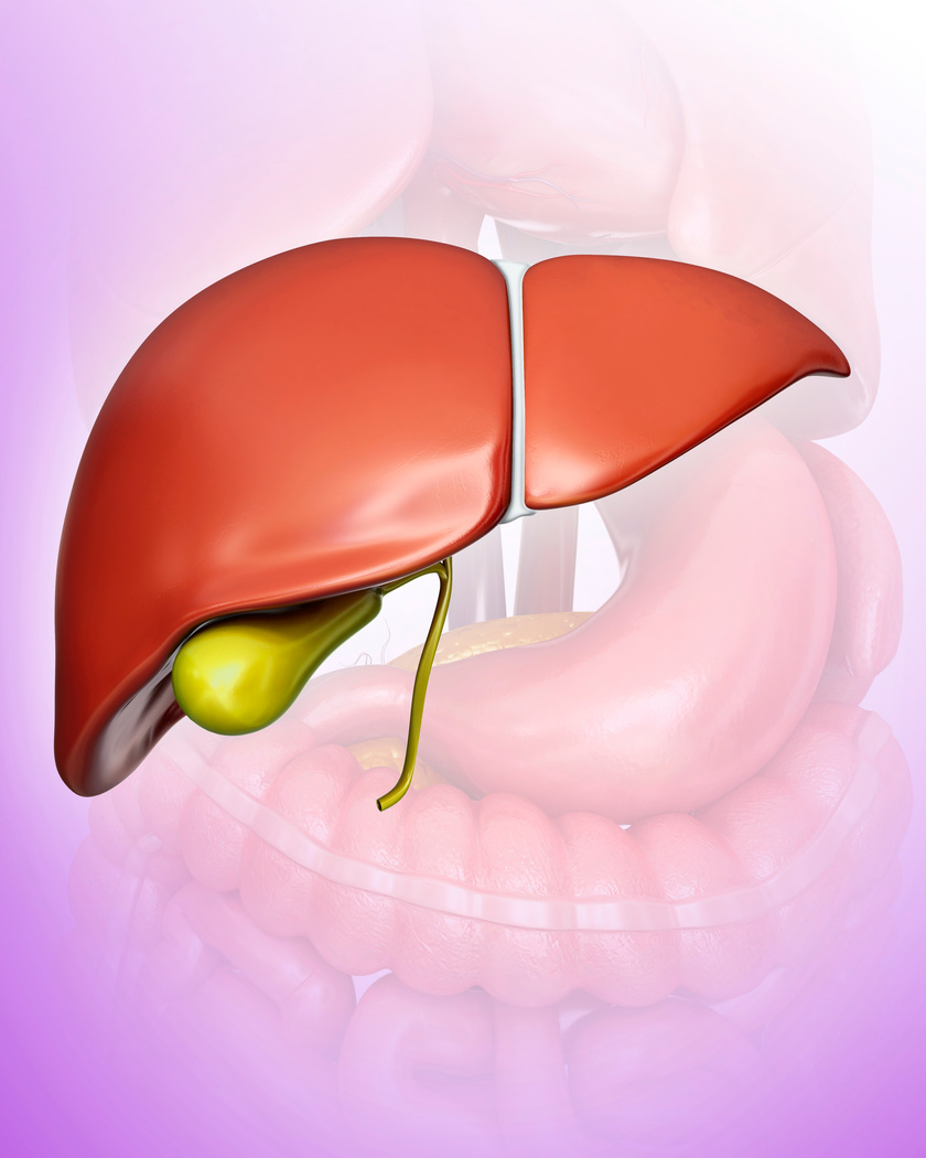 Liver and gall bladder, illustration